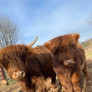 Meet your Posher, Presley